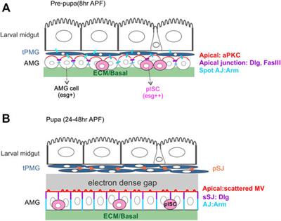 Epithelial Cell Polarity During Drosophila Midgut Development